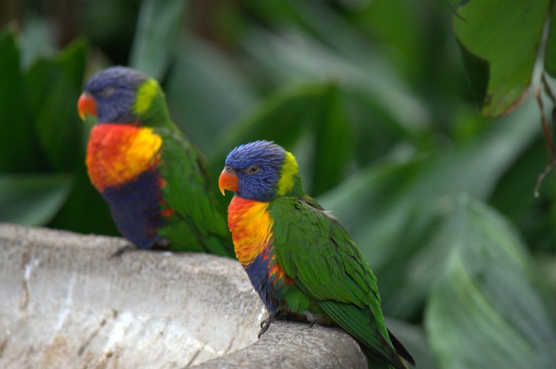 Photo by Jackson Welter | Parrots