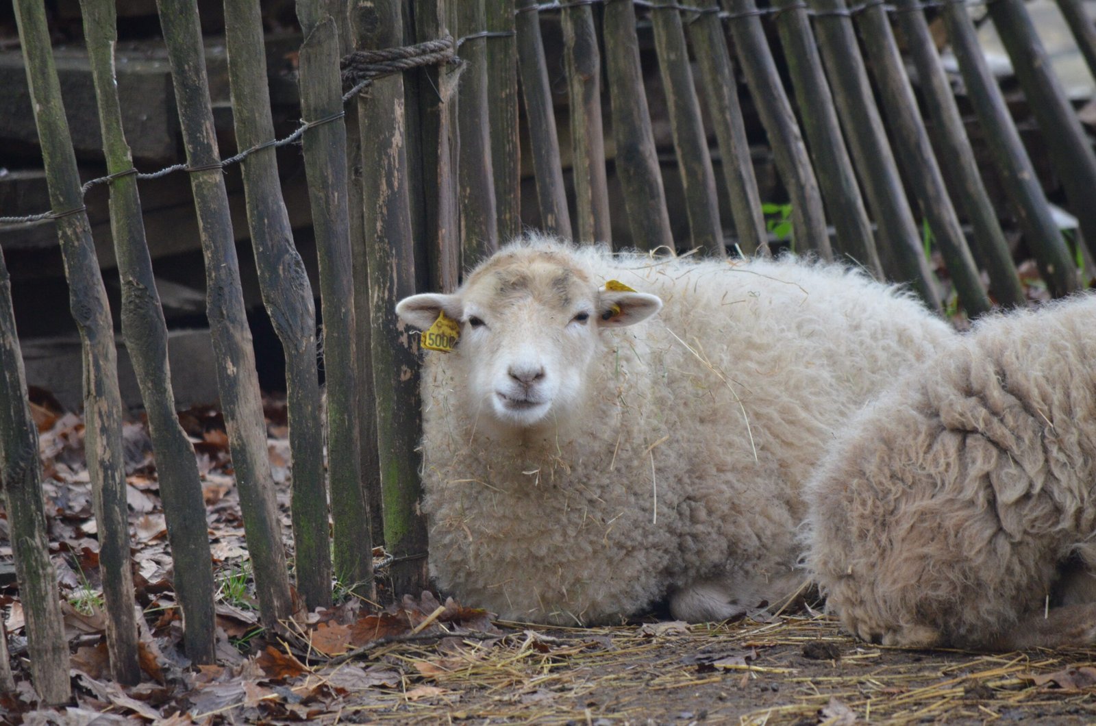 Photo by Jackson Welter | Sheep