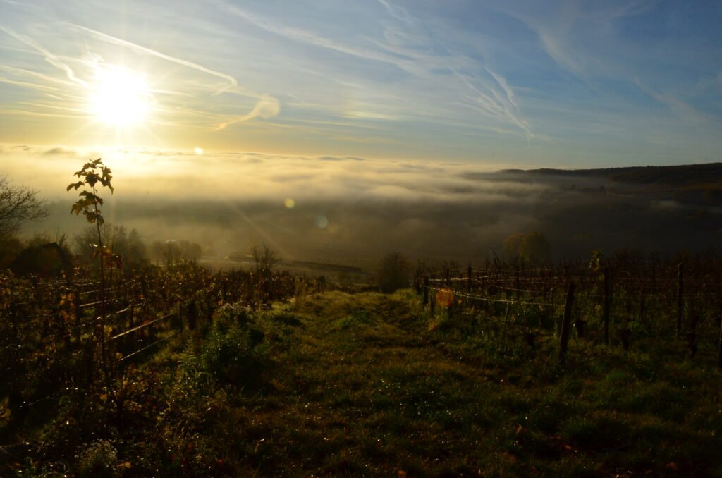 Photo by Jackson Welter | Vineyard in France