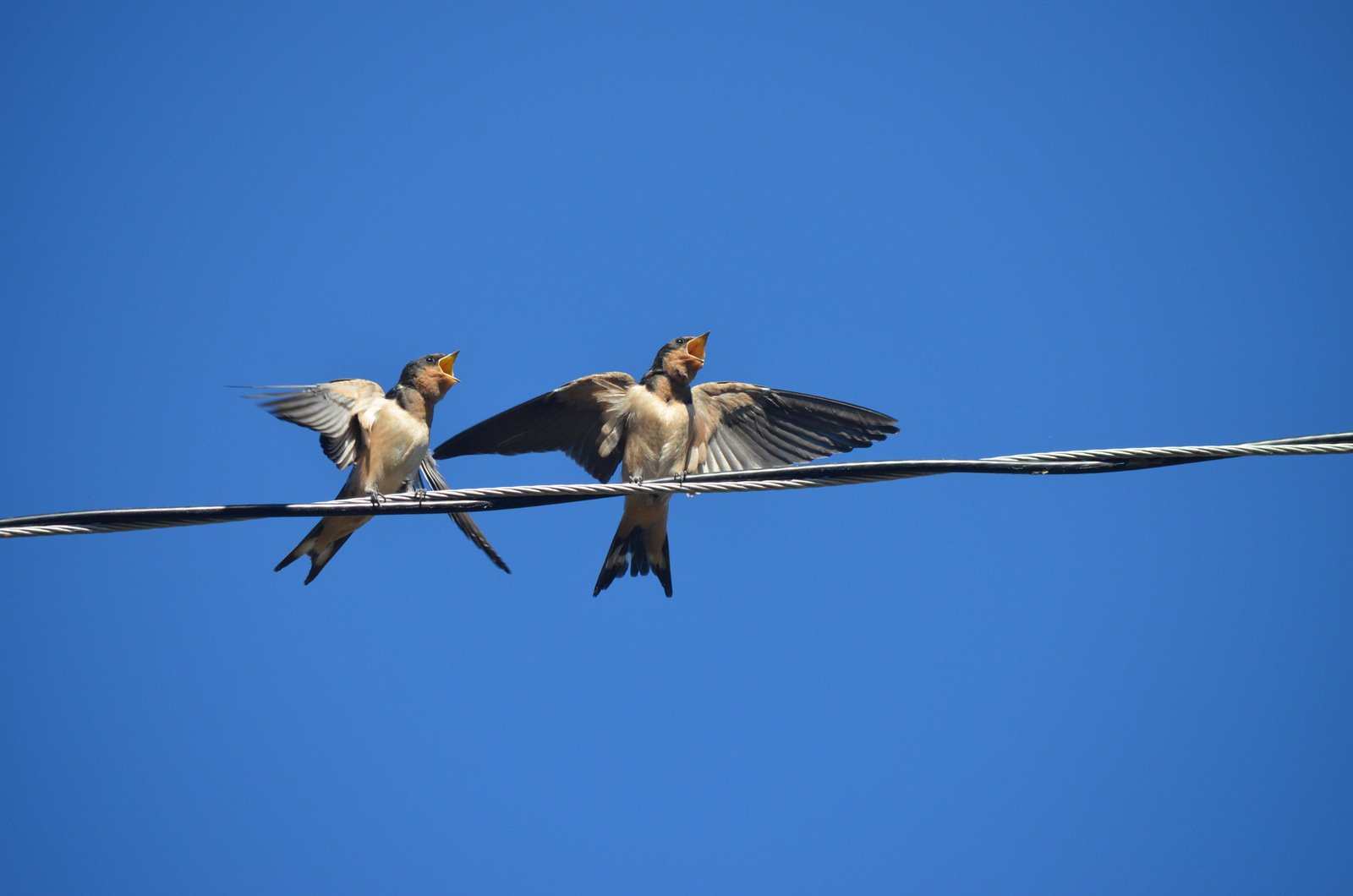 Photo by Jackson Welter | Baby Birds