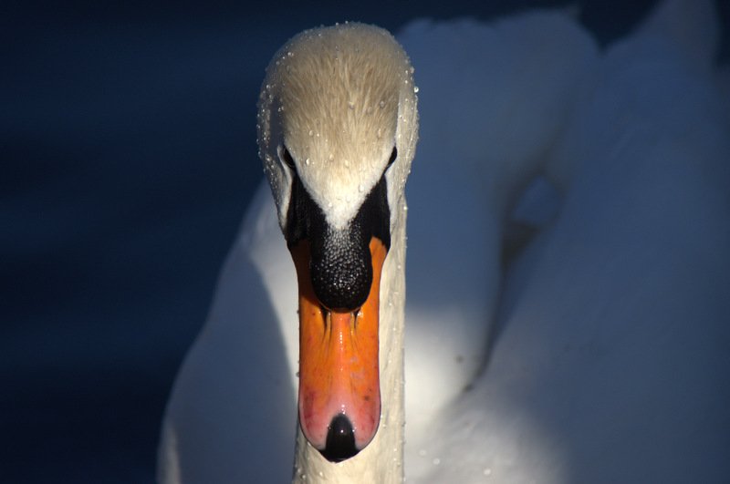Photo by Jackson Welter | Swan