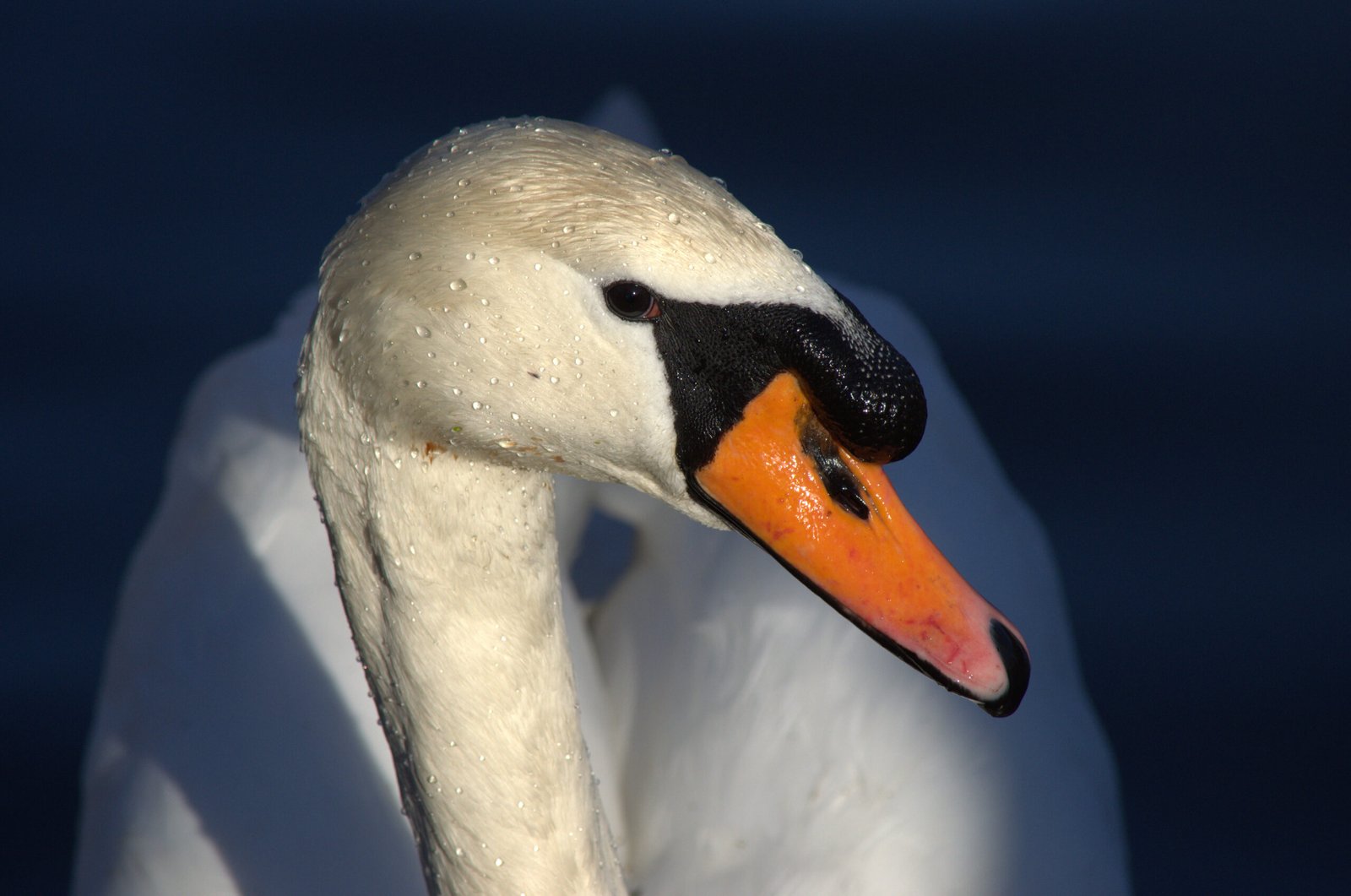 Photo by Jackson Welter | Swan