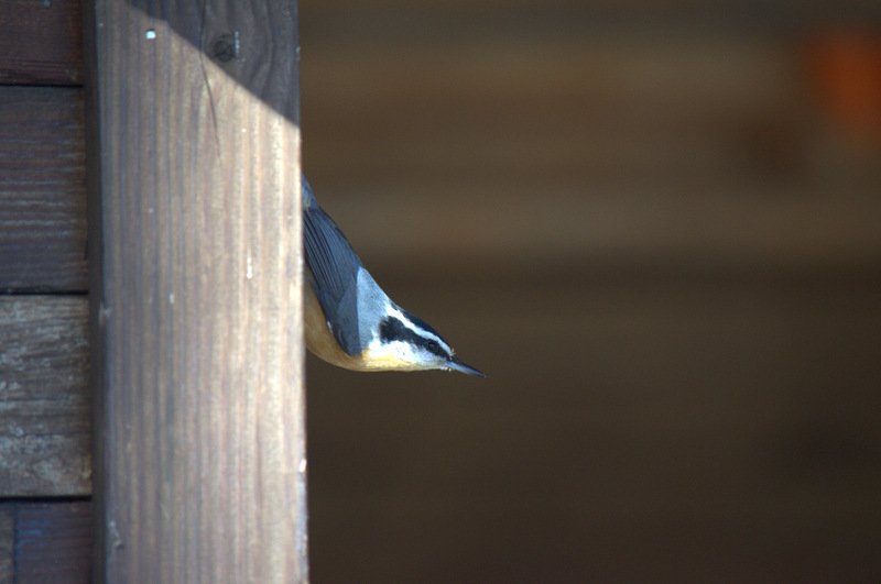 Photo by Jackson Welter | Nut Hatch