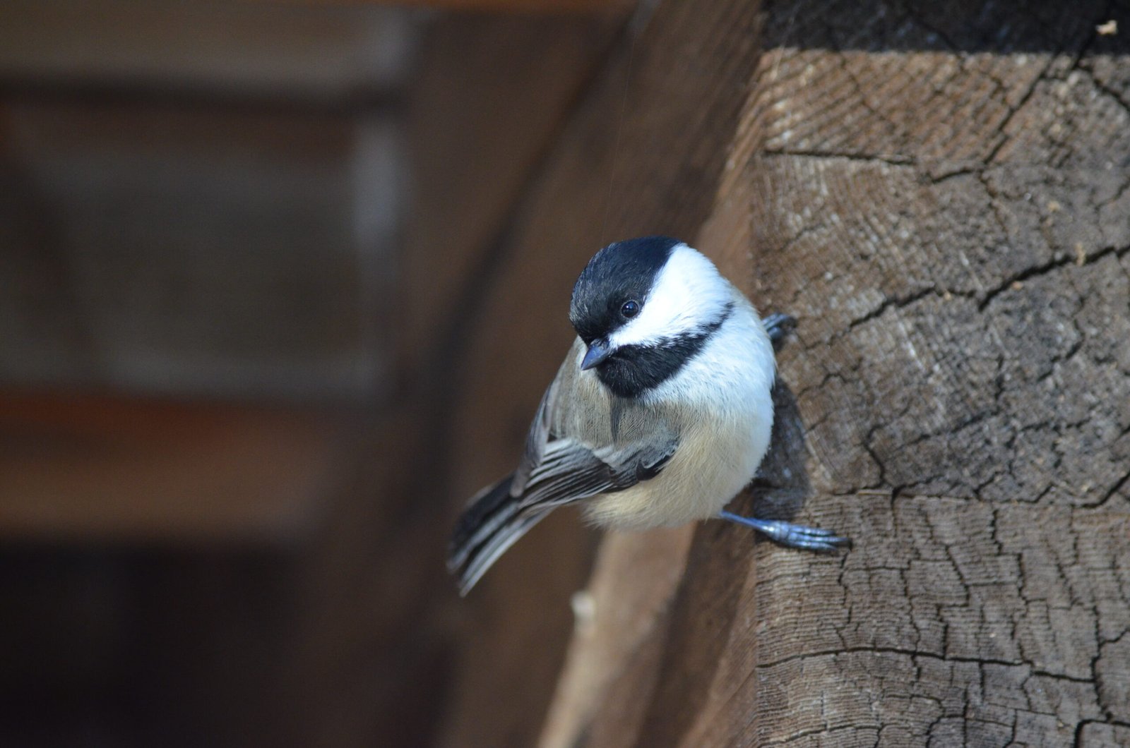 Photo by Jackson Welter | Black-Capped Chickadee