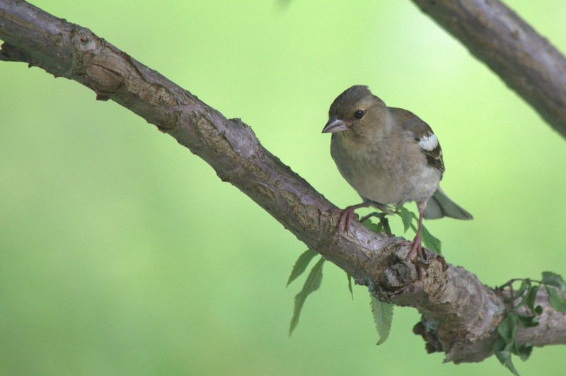 Photo by Jackson Welter - Bird