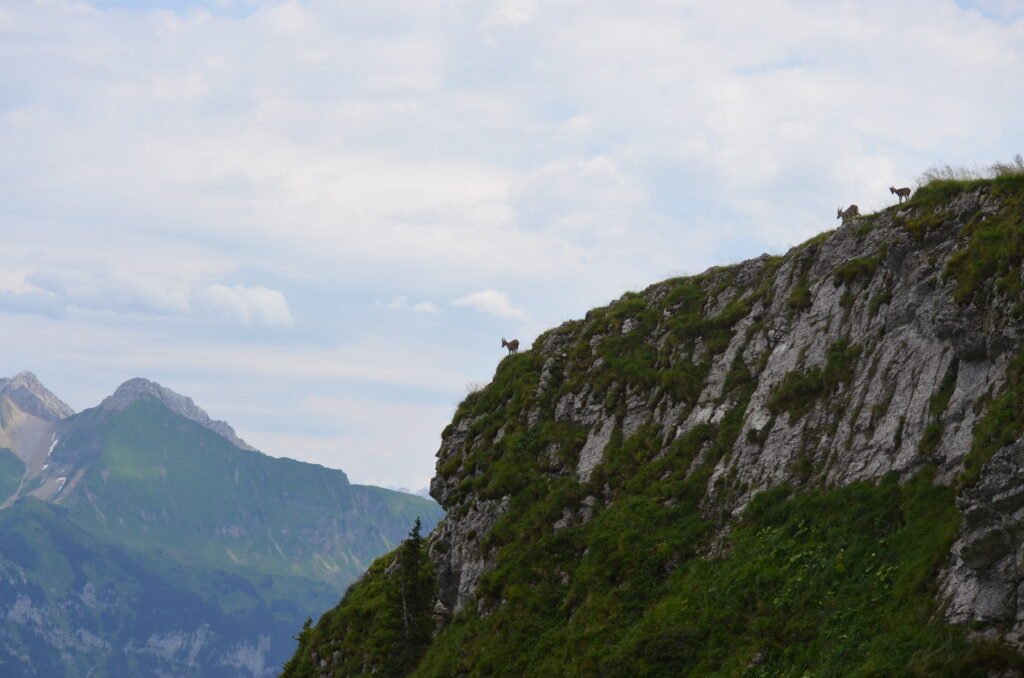 Photo by Jackson Welter French Alps, mountain goats