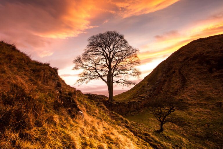 Sycamore Tree Hadrians Wall