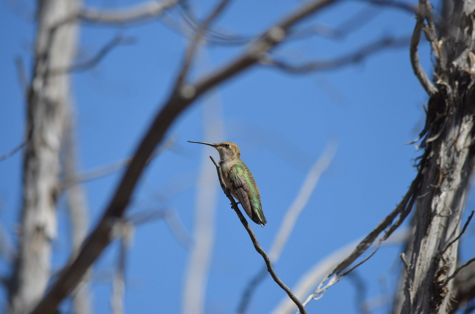 Photo by Jackson Welter - Hummingbird